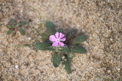 Silene littorea