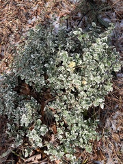 Euonymus fortunei