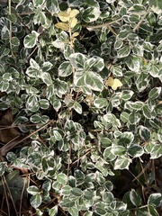 Euonymus fortunei