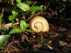Pomacea maculata