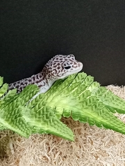 Eublepharis macularius