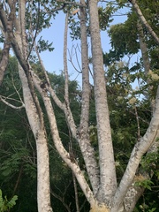 Flindersia schottiana