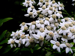 Achillea macrophylla