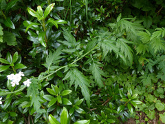 Achillea macrophylla