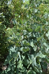 Adenodolichos paniculatus