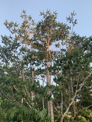 Flindersia schottiana