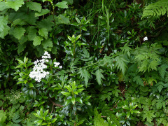 Achillea macrophylla