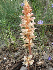 Orobanche amethystea amethystea