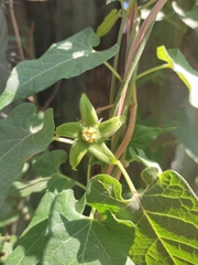 Gonolobus uniflorus