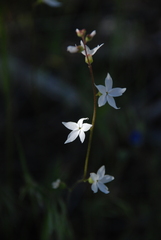 Lithophragma affine