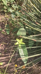 Gonolobus uniflorus