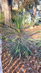 Yucca aloifolia