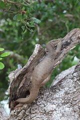 Varanus bengalensis