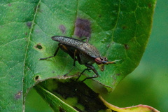 Coremacera marginata