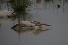 Pelecanus philippensis