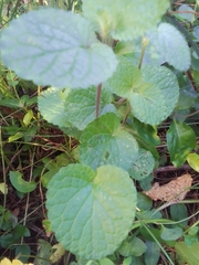 Salvia procurrens
