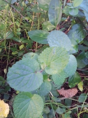 Salvia procurrens