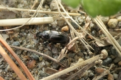 Harpalini
