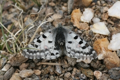 Parnassius epaphus epaphus