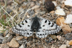 Parnassius epaphus epaphus