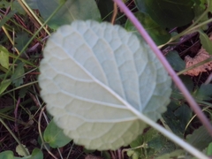 Salvia procurrens