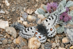 Parnassius epaphus epaphus