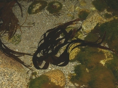 Saccorhiza polyschides