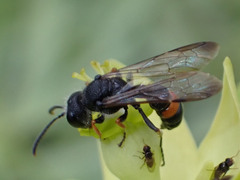 Cerceris concinna