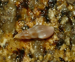 Haedropleura septangularis