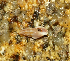 Haedropleura septangularis