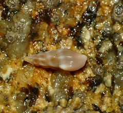 Haedropleura septangularis