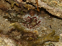 Urticina felina