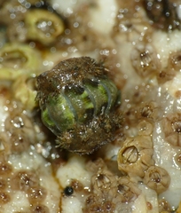 Acanthochitona crinita
