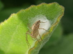 Oxyopes lineatus