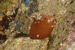 Urticina felina