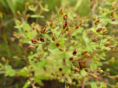 Hypericum mutilum