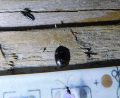 Laccophilus poecilus