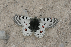 Parnassius epaphus epaphus