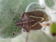 Eudolycoris alluaudi