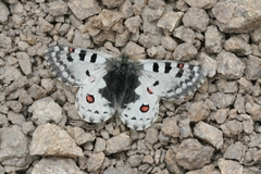 Parnassius epaphus epaphus