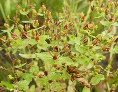 Hypericum mutilum