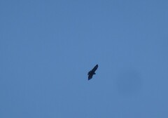 Buteo buteo