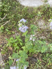 Ageratum houstonianum