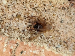 Trachelidae