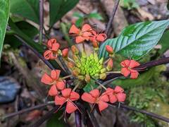 Podandrogyne decipiens