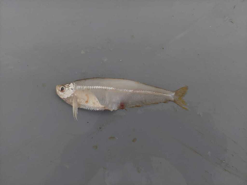 Dove's longfin herring (Opisthopterus dovii) — Pristigasteridae