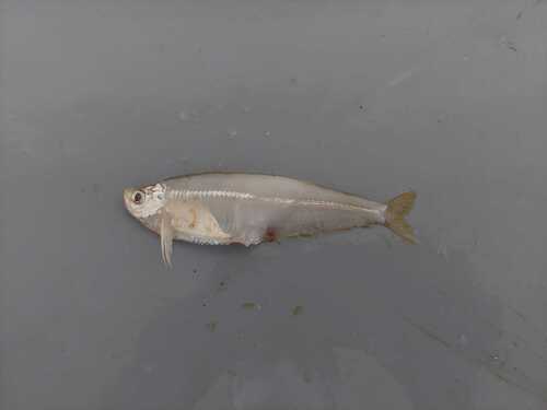 Dove's longfin herring (Opisthopterus dovii) — Pristigasteridae