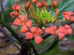 Podandrogyne decipiens