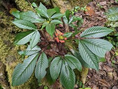 Podandrogyne decipiens