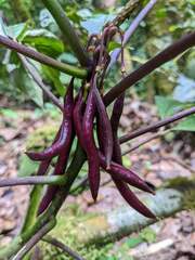 Podandrogyne decipiens